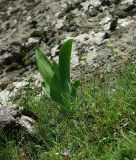 Iris imbricata. Вегетирующее растение. Азербайджан, Гёйгёльский р-н, с. Зурнабад. 16.04.2010.