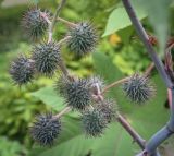 Ricinus communis