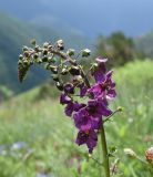 Verbascum phoeniceum. Соцветие. Республика Ингушетия, Джейрахский р-н, окр. ур. Мухул, высота ок. 2000 м н.у.м., перешеек между двумя глубокими оврагами, луг. 18 июня 2022 г.