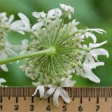 Heracleum mantegazzianum. Соцветие-зонтичек (вид со стороны обёртки). Краснодарский край, Апшеронский р-н, гора Черногор, ≈ 1000 м н.у.м., смешанный буково-пихтовый лес, в зарослях вдоль старой лесовозной дороги. 06.07.2019.