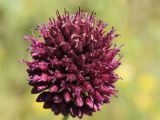 Allium sphaerocephalon