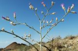 Centaurea pseudosquarrosa