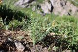 Oxytropis tschimganica