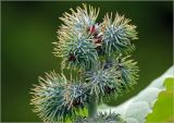 Ricinus communis