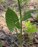 Rumex acetosa