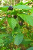 Rubus nessensis