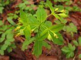 Euphorbia carniolica