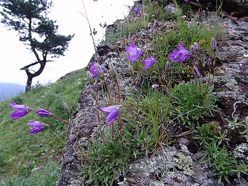 Image of Campanula saxifraga specimen.