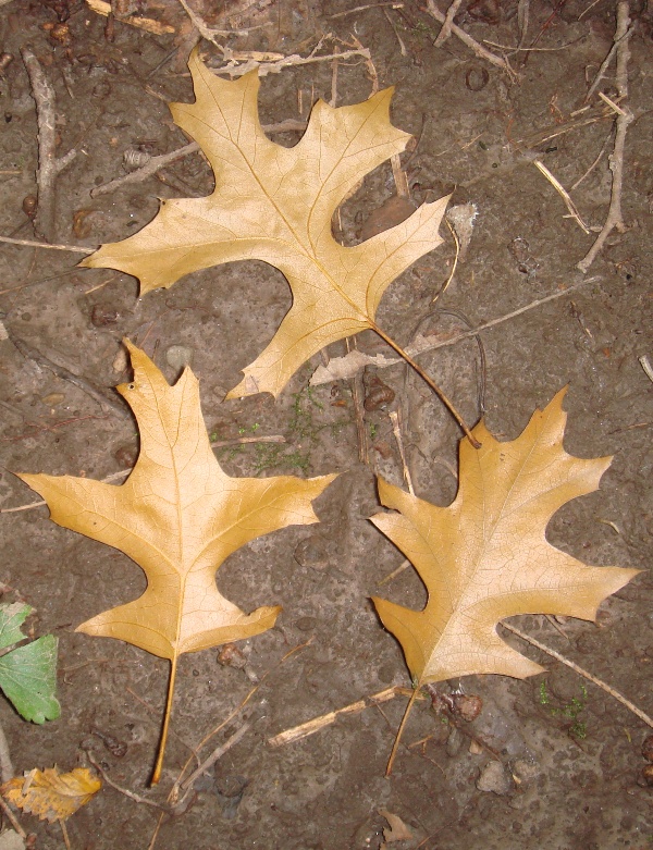 Изображение особи Quercus palustris.