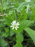 Stellaria nemorum