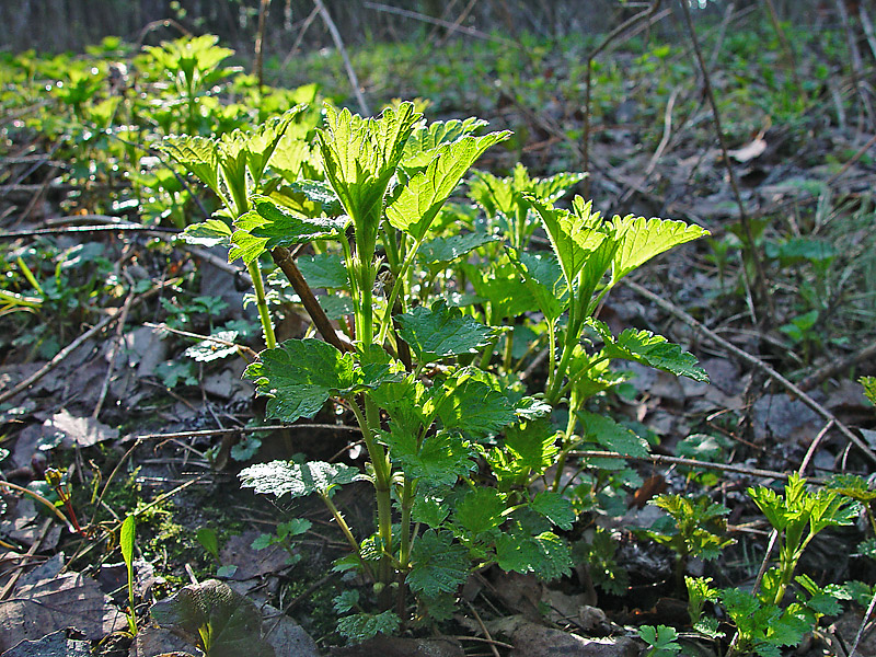 Изображение особи Urtica dioica.