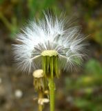 Senecio subdentatus. Соплодие (часть плодов удалена). Копетдаг, Чули. Май 2011 г.