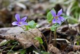 Viola selkirkii. Цветущее растение. Южный Сахалин, Долинский р-н, р. Пуховая. 04.06.2011.