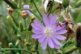 Lactuca tatarica