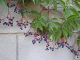 Parthenocissus quinquefolia. Побеги с зрелыми соплодиями. Крым, Байдарская долина, пос. Орлиное. 1 сентября 2012 г.