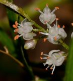 Asparagus densiflorus