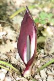 Arum elongatum