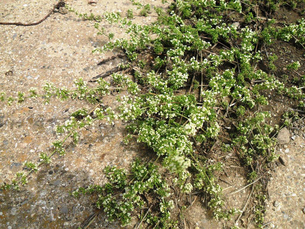 Изображение особи Galium humifusum.