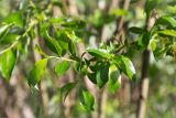 Salix phylicifolia. Верхушка ветви с молодыми листьями. Санкт-Петербург, Петергоф, Луговой парк. 25.05.2014.