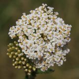 Achillea setacea. Соцветие. Ростовская обл., Неклиновский р-н, Самбекское с/п, дол. р. Самбек. 15.06.2014.