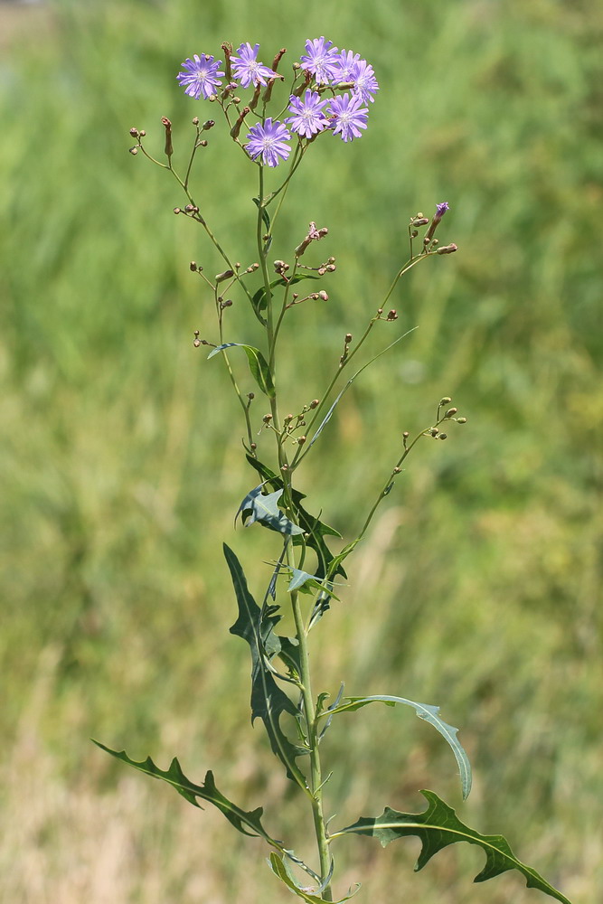 Латук татарский (Lactuca tatarica)