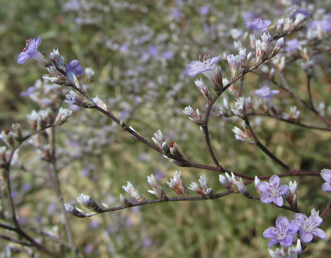 Изображение особи Limonium coriarium.