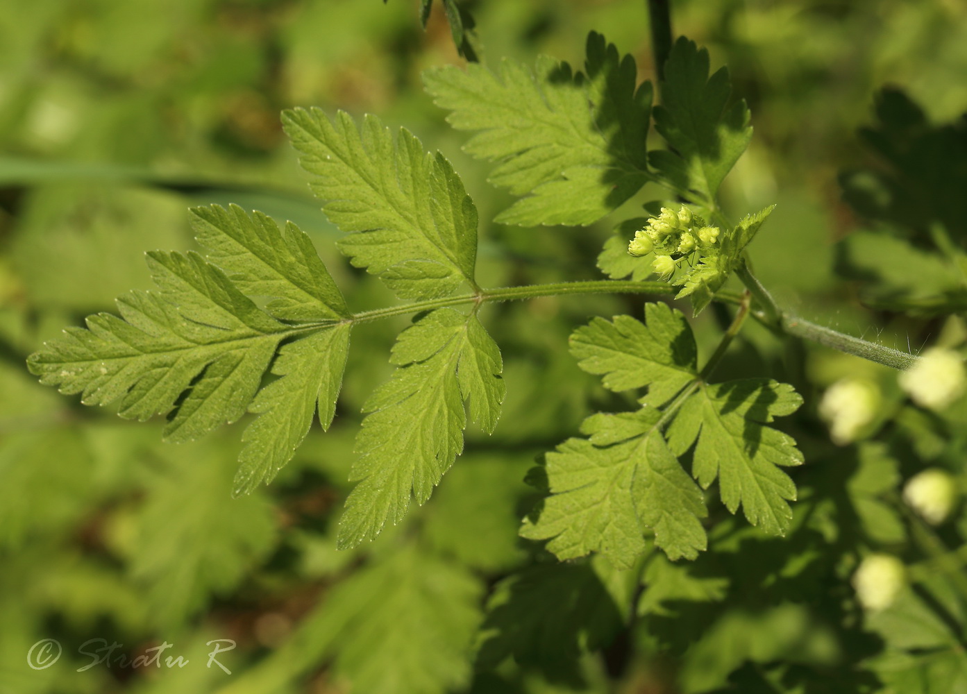 Изображение особи Chaerophyllum temulum.