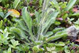 Hieracium alpinum. Розетка прикорневых листьев. Мурманская обл., п-ов Средний, мыс Земляной, приморская вороничная тундра. 29.07.2014.