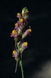 Linaria transiliensis