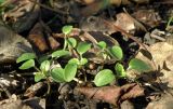 Veronica sublobata