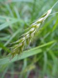 Carex arnellii