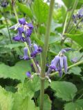 Clematis heracleifolia