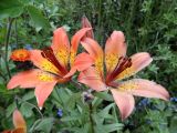 Lilium pensylvanicum