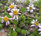 Waldheimia tridactylites