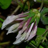 Trifolium clypeatum