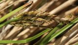 Carex appropinquata