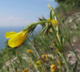 Linum tauricum. Верхушка побега с соцветием. Краснодарский край, м/о Анапа, окр. пос. Супсех, приморский обрывисто-осыпной склон. 07.05.2016.