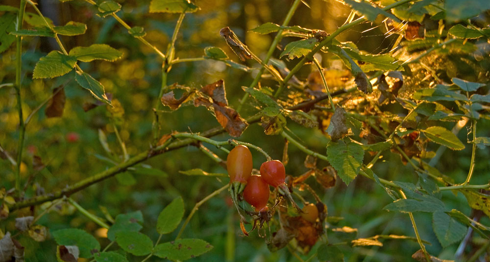 Изображение особи Rosa cinnamomea.