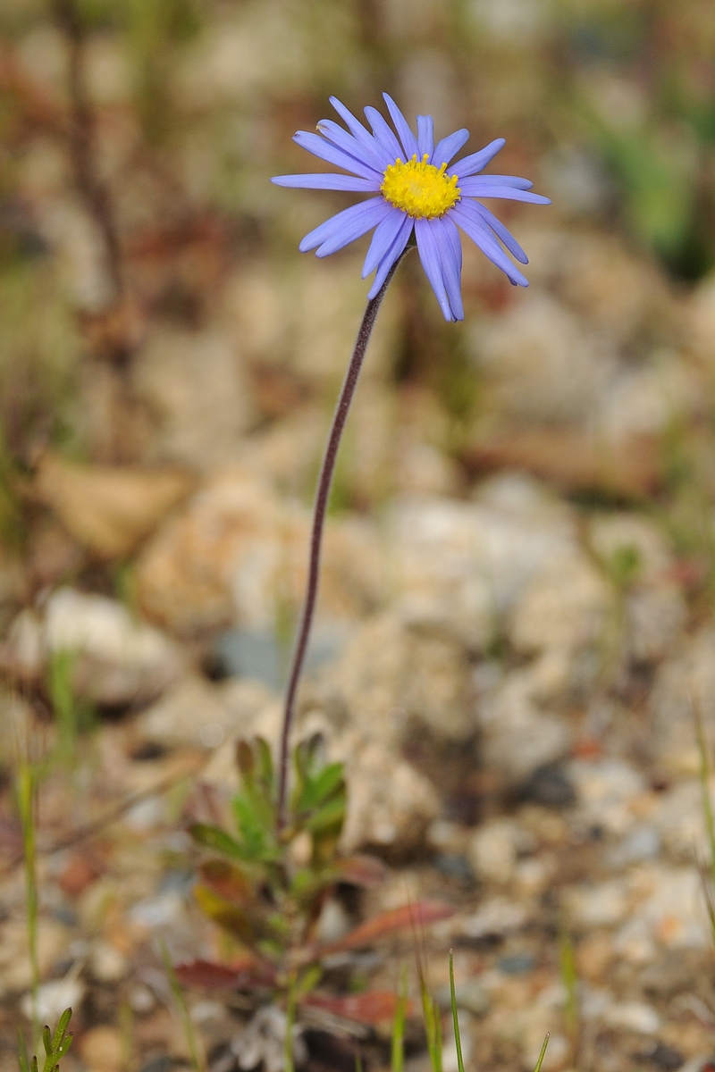 Изображение особи Felicia australis.