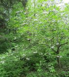 Halesia carolina