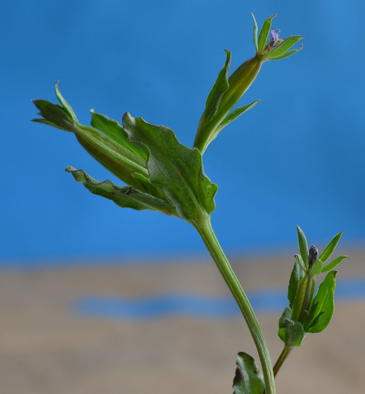 Изображение особи Legousia hybrida.