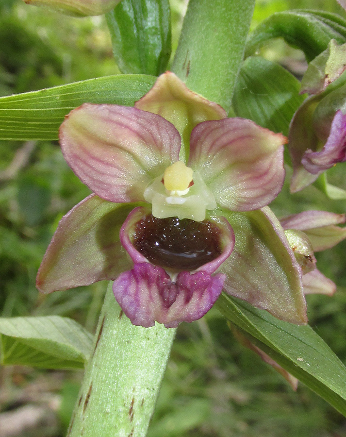 Изображение особи Epipactis helleborine.