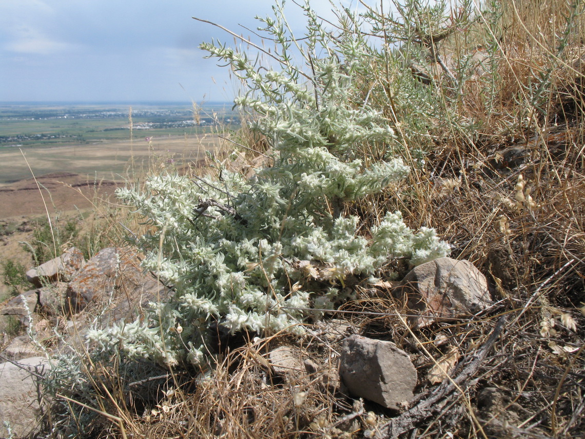 Изображение особи Bassia prostrata.