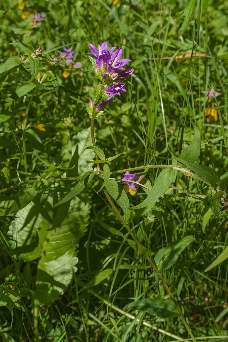 Изображение особи Campanula glomerata.