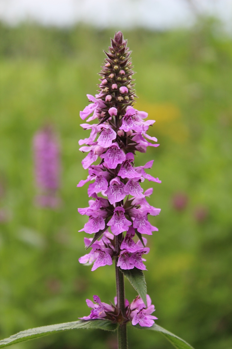 Изображение особи Stachys palustris.