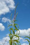 Veronica longifolia