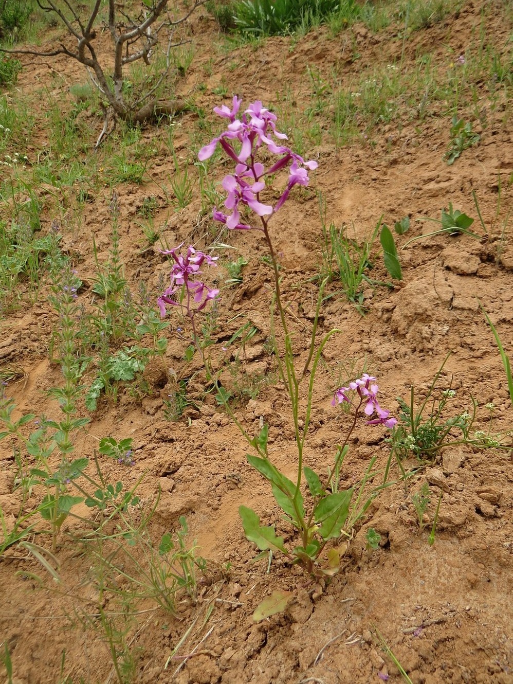 Изображение особи Spryginia gracilis.