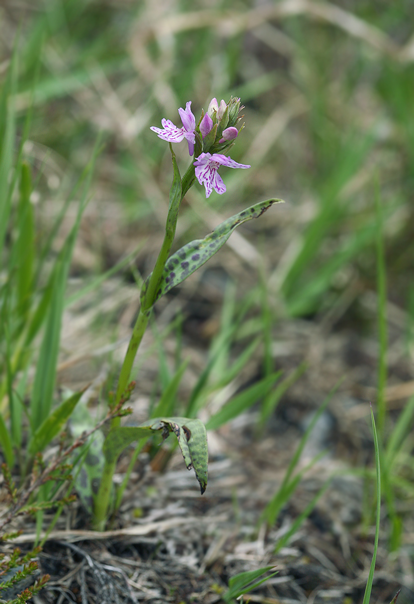 Image of Dactylorhiza maculata specimen.