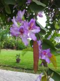 Bauhinia variegata