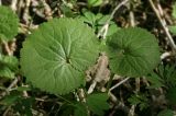 Ranunculus cassubicus